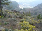 Vegetacin cumbre Canarias. Tirajana, Gran Canaria